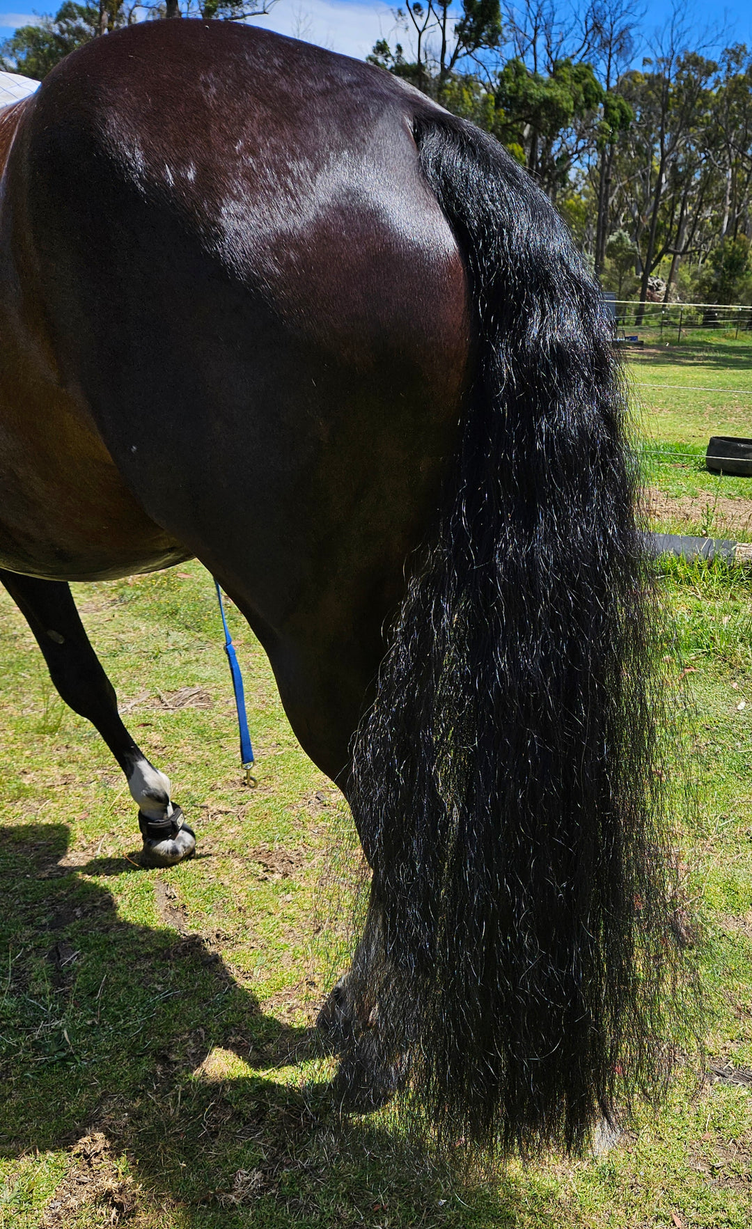 Equine Super Goo 'Hot Oil Super Wash' 500ml