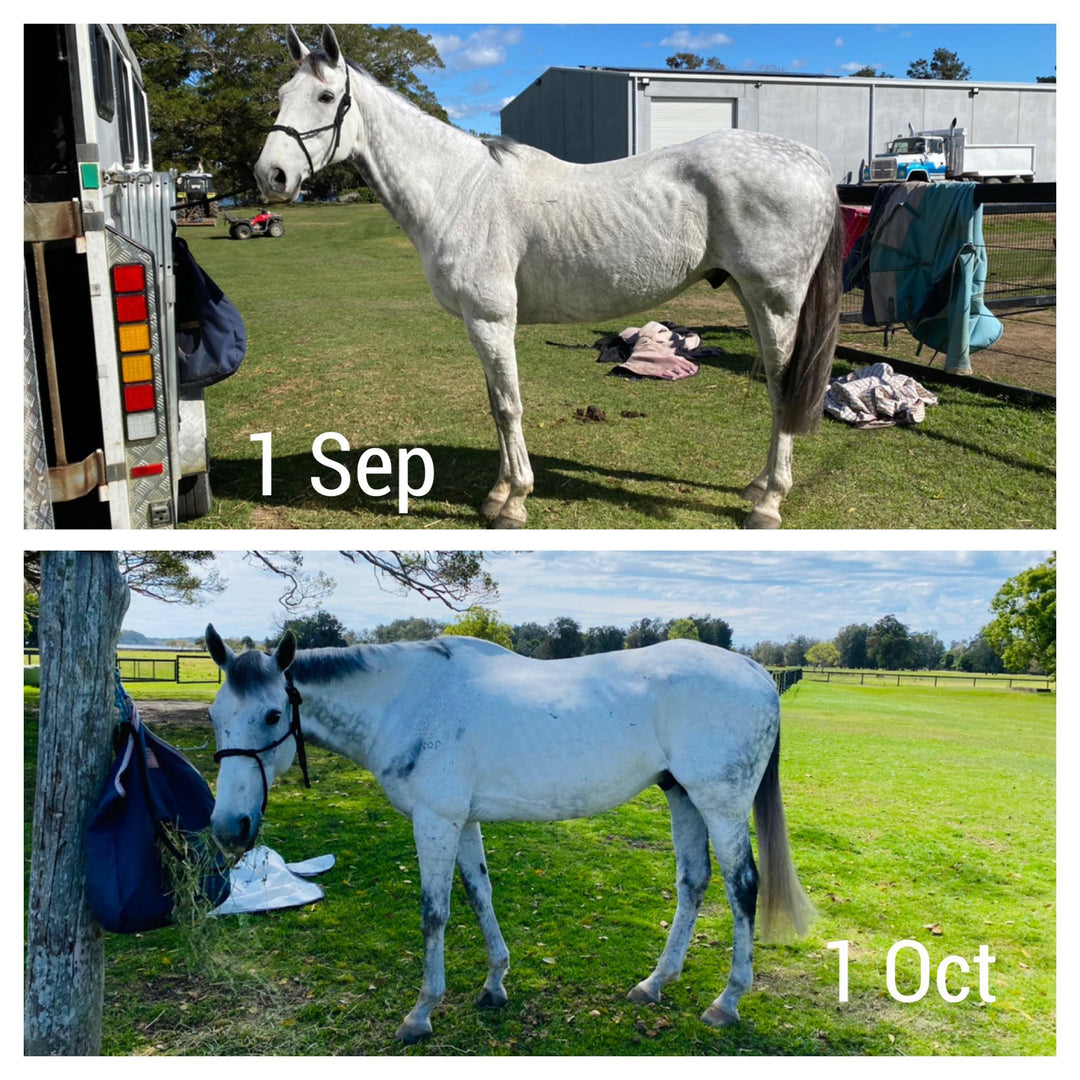 Paradise Nutrients Premium Horse Minerals