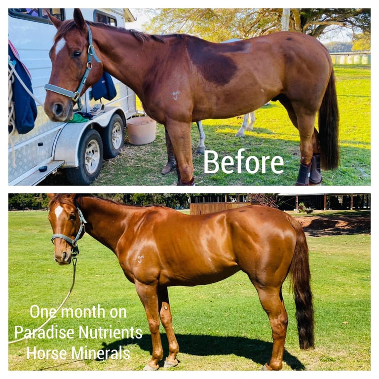 Paradise Nutrients Premium Horse Minerals