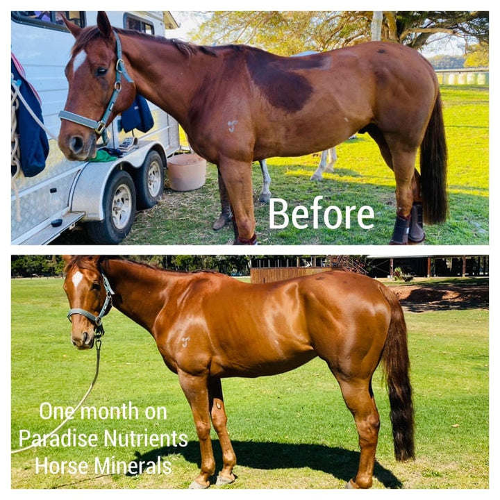 Paradise Nutrients Premium Horse Minerals