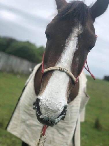 Equine Super Goo Natural Sunblock Cream